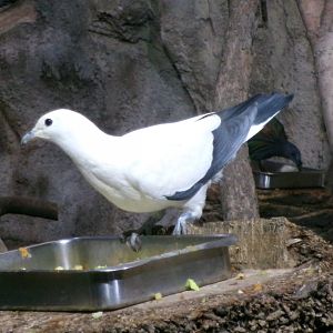 Pied Imperial-pigeon