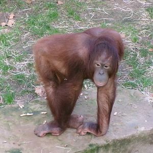 Bornean orangutan