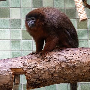 Red Titi (Plecturocebus cupreus)