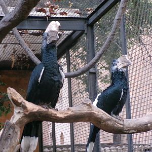 Silvery-cheeked hornbills