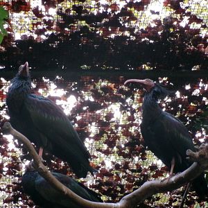 Northern bald ibises