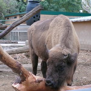 European bison