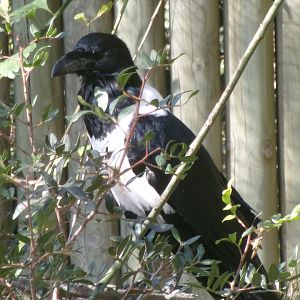 Pied crow