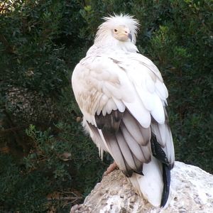 Western Egyptian vulture