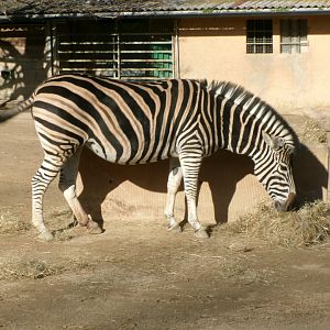 Chapman's zebra