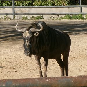 Blue wildebeest