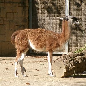 Guanaco