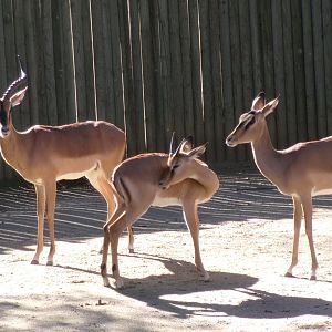 Black-faced impalas