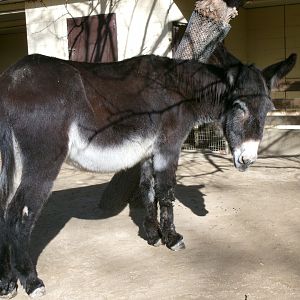 Catalan donkey