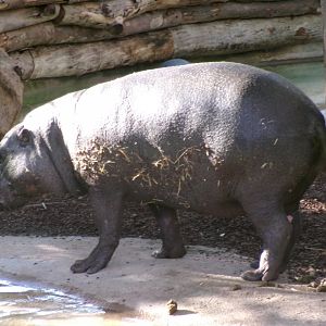 Western pygmy hippopotamus