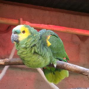 Yellow-winged turquoise-fronted amazon
