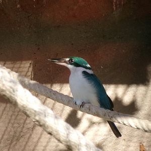 Collared kingfisher