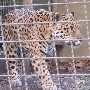 Amazon jaguar