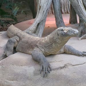 Komodo dragon