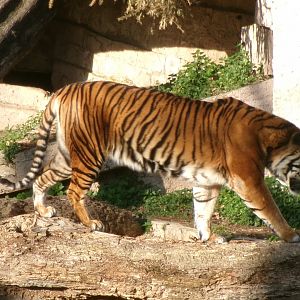Sumatran tiger