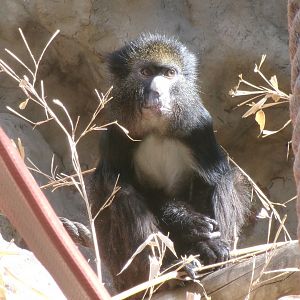 Red-rumped Putty-nosed guenon