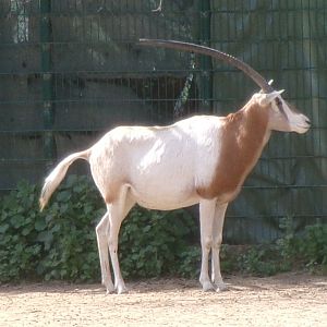 Scimitar-horned oryx