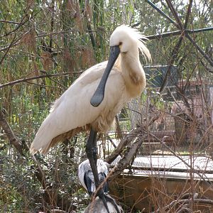Eurasian Spoonbill