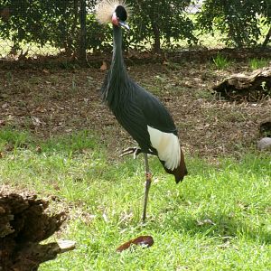 Western black crowned crane