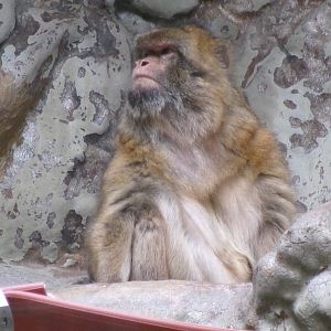 Barbary macaque