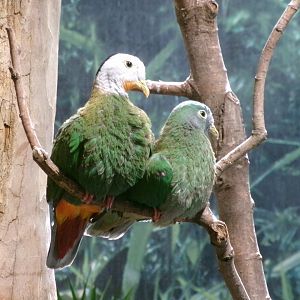 Black-naped fruit-doves