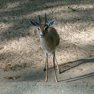 Saharan dorcas gazelle