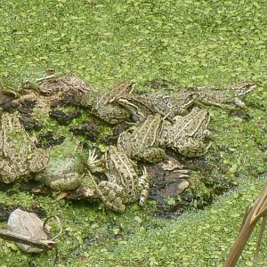 Perez's frogs