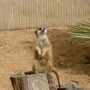 Meerkat