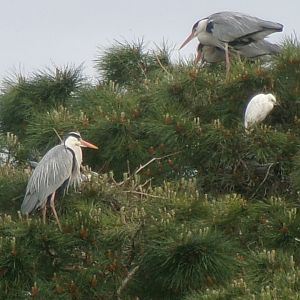 Heron tree