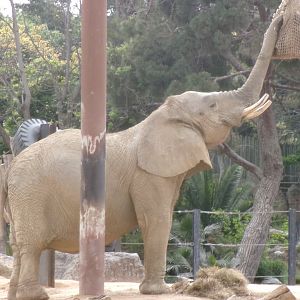 African bush elephant