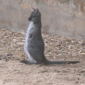 Red-necked wallaby