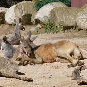 Red kangaroos
