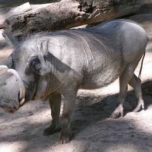 Warthog