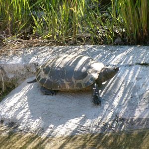 Iberian pond turtle