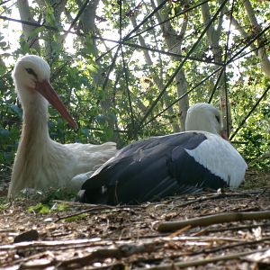 European white storks