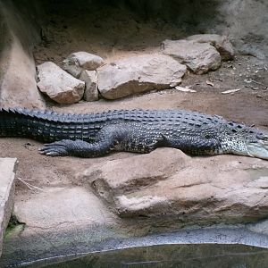 Saltwater crocodile