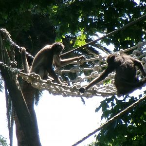 Colombian brown spider monkeys