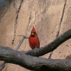 Northern cardinal