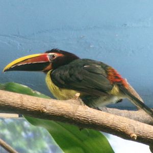 Green aracari