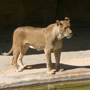 Southwest African lioness