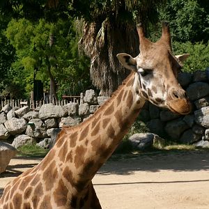 Rothschild's giraffe
