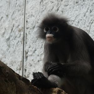 dusky langur