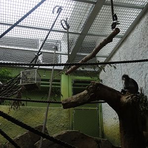 dusky langur indoor enclosure
