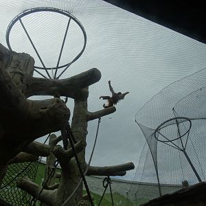 sumatran orangutan brachiating