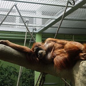 sumatran orangutan