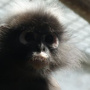 dusky langur