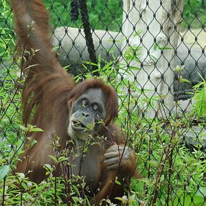 sumatran orangutan foraging