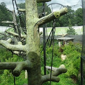 sumatran orangutan outdoor enclosure