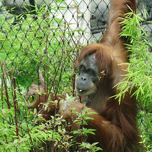 sumatran orangutan foraging