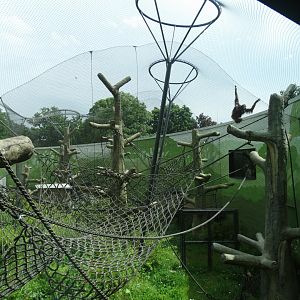sumatran orangutan outdoor yard
